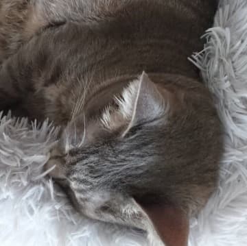 初日は何も口にせず怖がっていた保護子猫！→4年後お迎えした当時のベッドを使う姿に成長を感じる