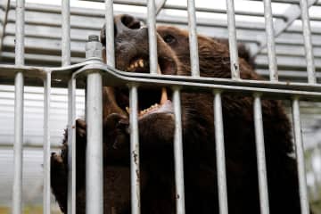 埼玉県飯能市で〝クマ目撃〟通報ラッシュ　黒い動物の正体は「９割以上はカモシカだと思っています」