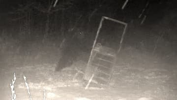 【ヒグマ速報】体重400kgの巨大グマが“箱わな”を破壊…都市間バスが道路上を走るクマと衝突…出没相次ぐ中で対策会議 猟友会からは「駆除は警察や自衛隊に対応してもらえればいい」との声も