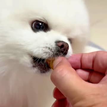 優しい性格の犬が『飼い主の手を噛んでしまった』結果…許さざるを得ない『謝り方』に悶絶「こんなのたまらない…」「上目遣いが可愛すぎる」