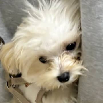 子犬の散歩のために上着を羽織った結果→『置いて行かれる』と勘違いして…『まさかの行動』に10万いいね「本当にほっこりした」「可愛すぎる」