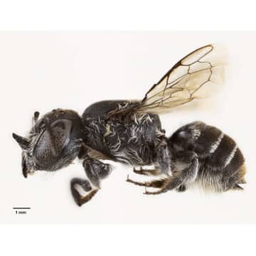 オーストラリアで絶滅危惧種の花に潜む“悪魔の蜂”を発見！世界が大注目