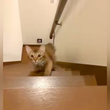 階段を登ってくる赤ちゃん猫→姿勢を低くして…悶絶級の『まるでハンターのような様子』が話題「ほふく前進上手ね」「獲物を狙う目だｗｗｗ」