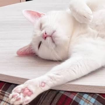 『猫はこたつで丸くなる』を見事に裏切った『こたつの上で爆睡する白猫』…思わず笑みがこぼれる光景に６万いいね「わぁ最高な光景」「かわいい」