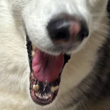 『目、どうなってんの？ｗ』大型犬があくびする瞬間を撮影→予想を上回る『衝撃的な表情』に6万いいね「声出して笑った」「メガネなくした？」