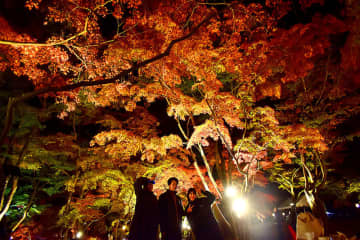 木々の色彩が織り成す絶景…モミジのライトアップ始まる　埼玉・長瀞の月の石もみじ公園など　今年の葉の色づきは前年より3日ほど早く、見頃のピークに　ライトアップは24日までの予定