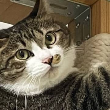 キャットタワーのポールにしがみついていたネコ…『謎のポーズ』が可愛いと２万いいねの反響「猿の真似かも」「楽しそうで笑ったｗ」