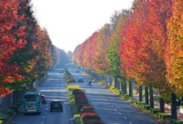 《秋さんぽ》モミジバフウ色づく　つくば・学園都市　茨城