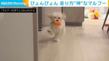 ぴょんぴょんぴょん！子犬が“予想外の走り方”をする様子に「可愛すぎて召されかけた…」「センス感じる！」と絶賛の嵐