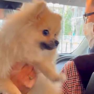 入院していたママを車でお迎えに行く犬→1ヶ月ぶりに顔を合わせた瞬間…喜び溢れる『感動の再会』に反響「寂しかったね」「よかった」と4万再生