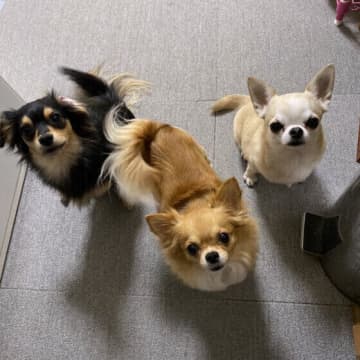 犬同士に相性はあるの？ 犬同士の相性の見分け方と相性が良くない場合の対処法