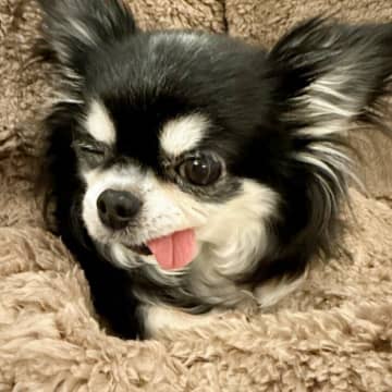 小柳ルミ子「今日からやっと」1週間ぶりに“社会復帰”