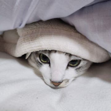 猫が飼い主さんの布団に入ってくるのはなぜ？　理由を獣医師に聞いた