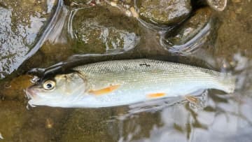 近所の川で楽しめる『チャビング』って知ってる？手軽で奥深い、魅力あふれる釣りを解説。