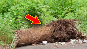 「マジかよ…」ただの土の塊？実はこれ、マジで“危険なサイン”。近くに『熊』がいる可能性が。「速やかにそこから離れてください」