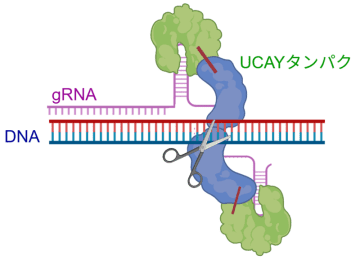 国産ゲノム編集技術UCAYの編集効率を向上