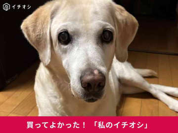 ヒルズのフード「サイエンスダイエット」は愛犬の年齢・状態別に選べる！ラブラドール・チイちゃんも理想の体型に（40代女性）