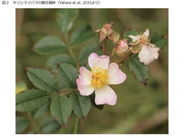 107年ぶりに新種の野生バラ（キリシマイバラ）を発見