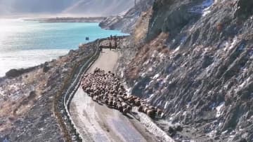 冬季の家畜移動が本格化　中国・新疆昭蘇県