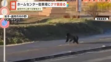 盛岡市中心部でクマ目撃相次ぐ　ホームセンター駐車場に3時間居座り…吹き矢で麻酔打ち捕獲