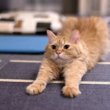猫も『肩こり』に悩んでいるって本当？3つの原因や効果的なマッサージの方法もご紹介