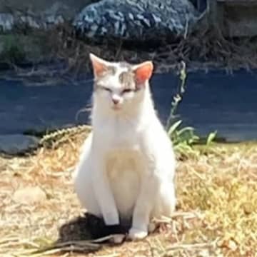 置き去りにされ、飼い主の帰りを"ずっと待っていた猫たち"→放っておけなくて…思わず涙が出る記録が84万再生「心からありがとう」「泣ける」