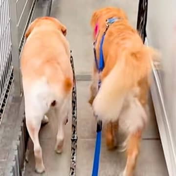 家の敷地内で、大型犬２匹の『リードを離した』結果→気付いた瞬間…『予想以上のリアクション』が6万再生「顔がｗ」「シンクロｗｗ」と反響