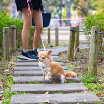 『マイペースな性格』の犬がやりがちな行動4つ　自由奔放な理由や飼い主が理解してあげたいこと