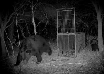400キロ級の巨大ヒグマ出没　北海道苫前町、猟友会の駆除難航