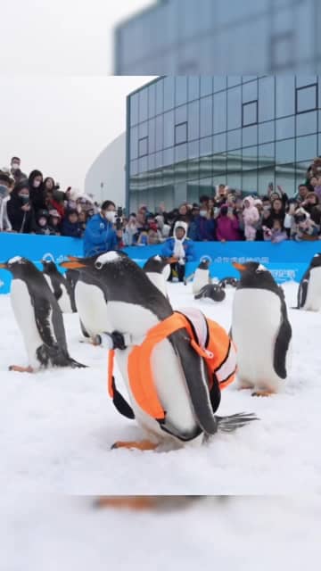 氷雪シーズンの風物詩、ペンギン30羽がパレード　黒竜江省ハルビン市