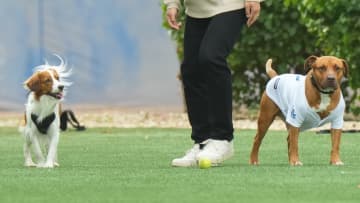 山本由伸が愛犬の名前発表“山本カルロス”　では“大谷デコピン”の名前の由来は？