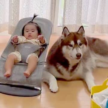 『赤ちゃんの見守り』をしている大型犬→洗濯物を取りに行った隙に…どっちが赤ちゃんかわからない『まさかの光景』が55万再生「可愛すぎ」