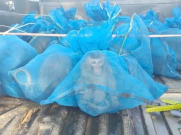 サル・薬物・メッシュの袋、動物密売の疑いで2人を逮捕　タイ