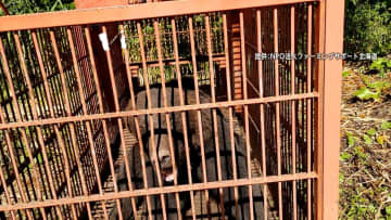 「クマ大きくなっている」巨大箱わなで捕獲の瞬間…25年前襲われ左目の視力失った狩猟歴55年のハンター　最終手段はハチミツ「知恵比べ」