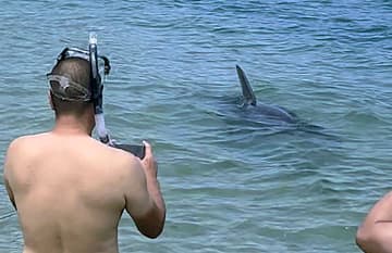 福井の「かみつきイルカ」は人災　専門家提言、死因は不明