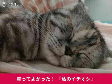 愛猫用の冬ベッドにドーム型「ペットハウス」がおすすめ！ふかふか素材にうっとり♪スコティッシュのちくわちゃん（40代男性）