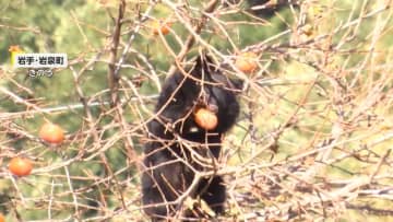 “冬眠直前グマ”の危険な生態　専門家「危険を冒しても食事を得たい時期」…アメリカではチェーンソーくわえたクマが徘徊も