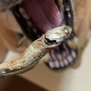 犬に『にぼし』をみせた結果→ホラー映画のような『まさかの表情』に4万いいね集まる「反応違いすぎる」「恐竜かな？」「こわ可愛いｗ」と絶賛