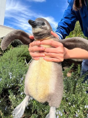 【池袋】板チョコ1枚分から驚異の成長！サンシャイン水族館、ケープペンギンの赤ちゃん愛称投票が11/21スタート！