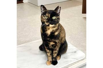 「暴れて手がつけられないほどお風呂が嫌いなねこ」→飼い主がお風呂に入ると…　健気な行動に大反響　「究極のバスタイムですね」