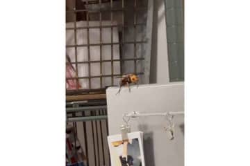 一人暮らしの女性、朝起きたら突然の恐怖「一体どこから侵入」…飛び回るスズメバチ、ネット衝撃「震えます」