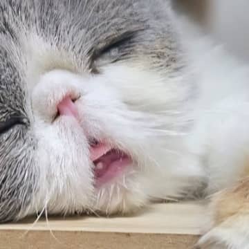 キャットタワーですやすやと眠る猫ちゃん…なんとも言えない『寝顔』がかわいすぎると４万いいね「気持ちよさそー」「すごい癒された」と話題