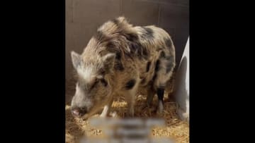 高速道路に“暴走ブタ”…警官が全速力に挟み撃ちでパトカーに“拘束”…トンネル“逆走イヌ”呼びかけ無視も後部座席に自らピョン　アメリカ