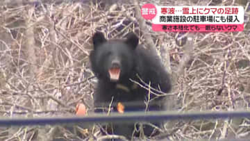 きょうも居座りクマ　“ライフル銃駆除チーム”出動　寒さ本格化でも眠らないクマに警戒を