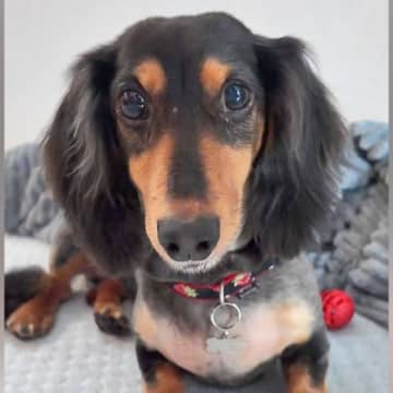 2度も飼育放棄された犬→数日に1度の食事しかもらえず…たくさんの愛情を注がれた『1年後の光景』に涙「号泣した」「本当に素敵な家族」と称賛