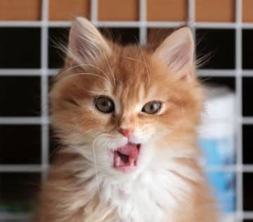 「ネズミのおもちゃ」を捕まえて渾身の“ドヤ顔”を見せた子猫　4才になった今も変わらない愛らしさに胸が温かくなる