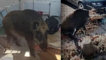 中国で野生のイノシシが暴走　2023年まで保護対象で増加…市街地に出没し警察出動、農作物に被害も