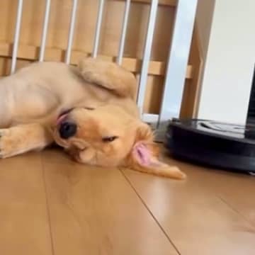 ロボット掃除機が『寝ている大型犬の赤ちゃん』に近づいた結果→『起きてしまうかな』と思ったら…まさかの展開が122万再生「大物感すごい」