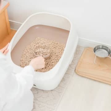 猫の寿命を縮めかねない『危ない節約術』4選　後悔する前に見直すべきポイントとは