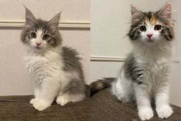 “ちんまり感”が可愛い2匹の子猫→お迎えから4年後、「大きくて美しいモフモフ」に成長した姿にほっこり！